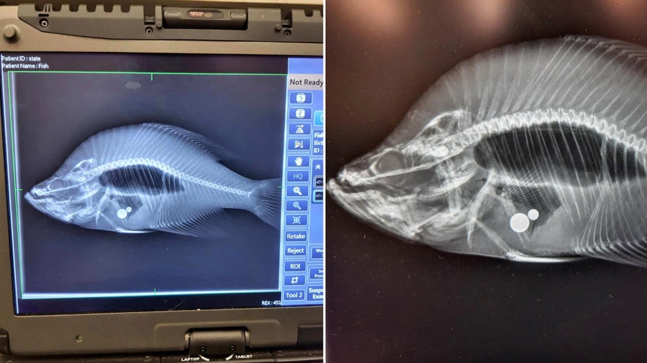 Kansas fisherman’s crappie record removed after steel weights are found in fish’s stomach